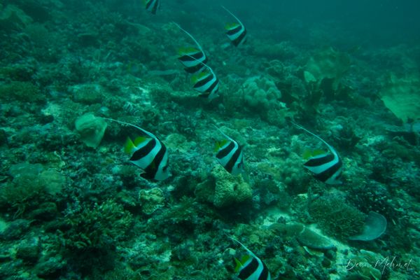 Schooling Bannerfish