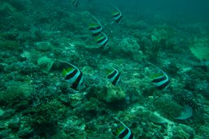 Schooling Bannerfish