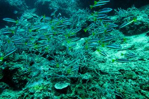 Common Snappers representative species