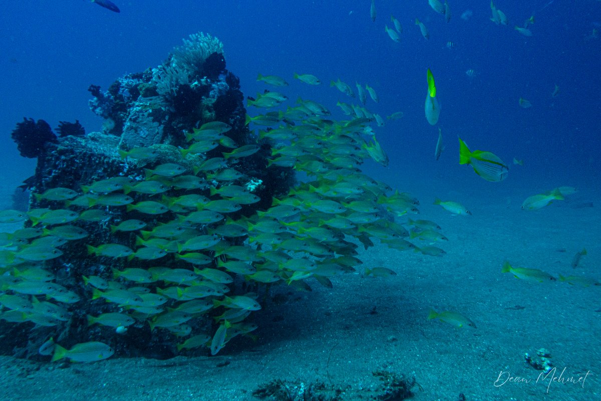 Bluestriped Snapper hero image