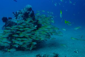 Bluestriped Snapper