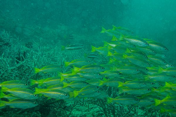 Bigeye Snapper