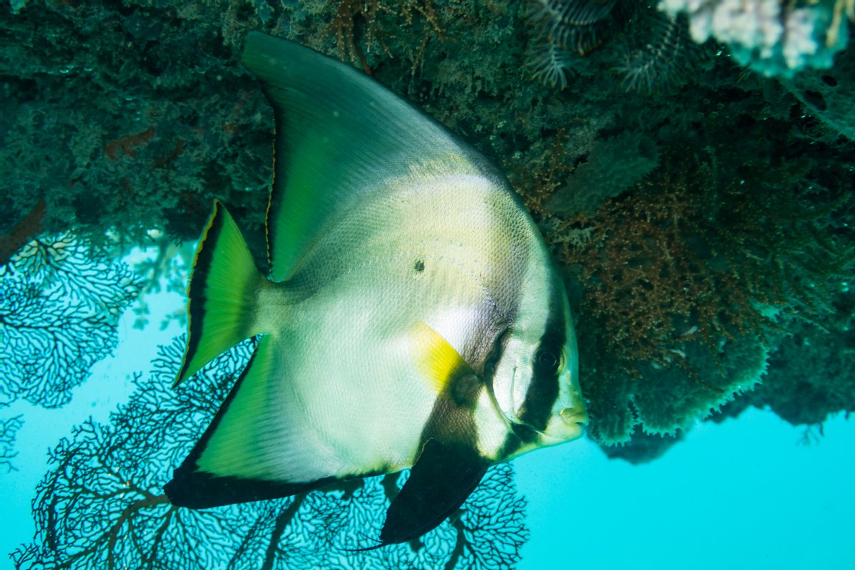 Dusky Batfish hero image