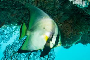 Dusky Batfish