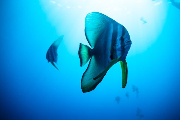 Longfin Batfish - Espiritu Santo, Vanuatu - 10 August 2025 - Dive 10 - MV Henry Bonneaud