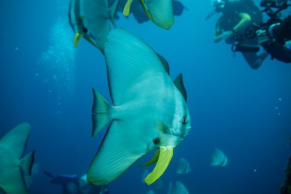 Longfin Batfish - Espiritu Santo, Vanuatu - 10 August 2025 - Dive 10 - MV Henry Bonneaud
