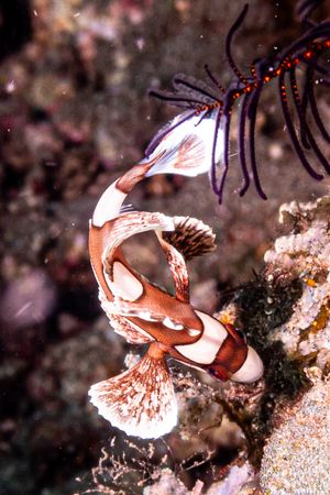 Harlequin Sweetlips