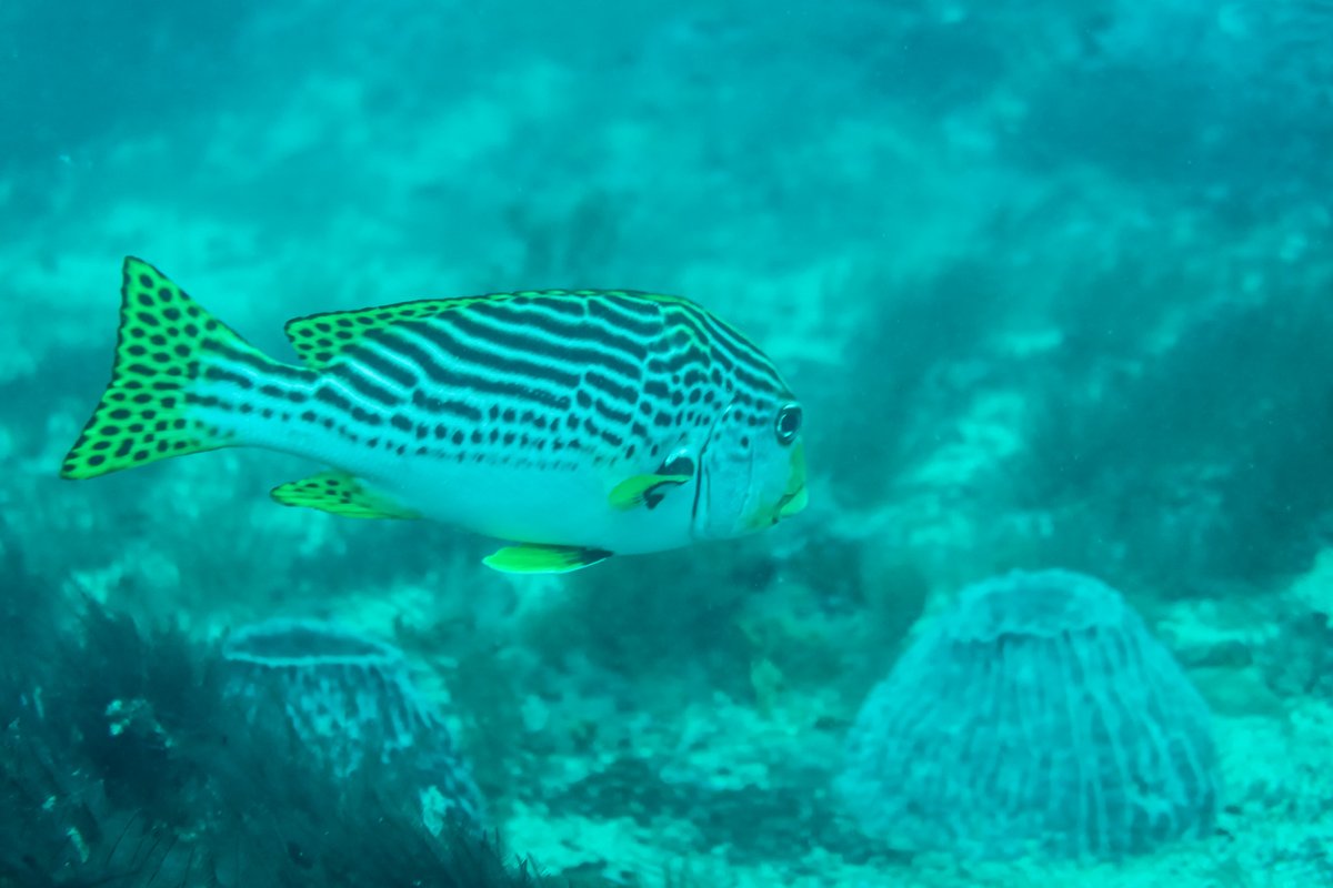 Oblique-banded Sweetlips hero image