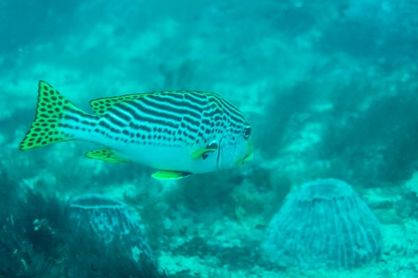 Oblique-banded Sweetlips - Puerto Galera - 9 June 2025 - Dive 0