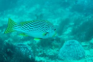 Sweetlips representative species