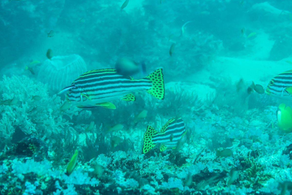 Oriental Sweetlips hero image