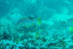 Oriental Sweetlips