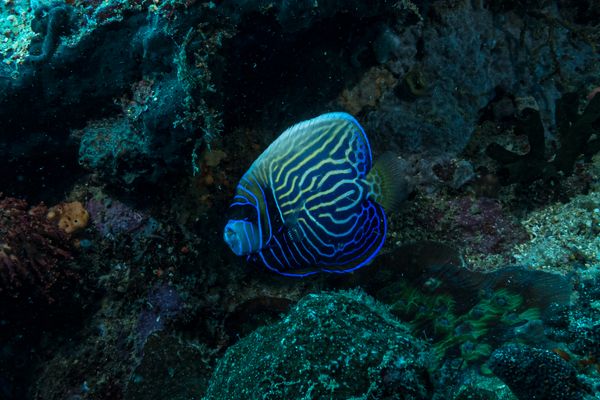 Emperor Angelfish