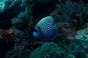 Emperor Angelfish