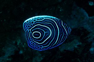 Emperor Angelfish