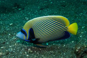 Emperor Angelfish