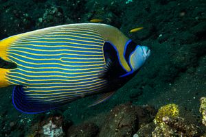 Emperor Angelfish