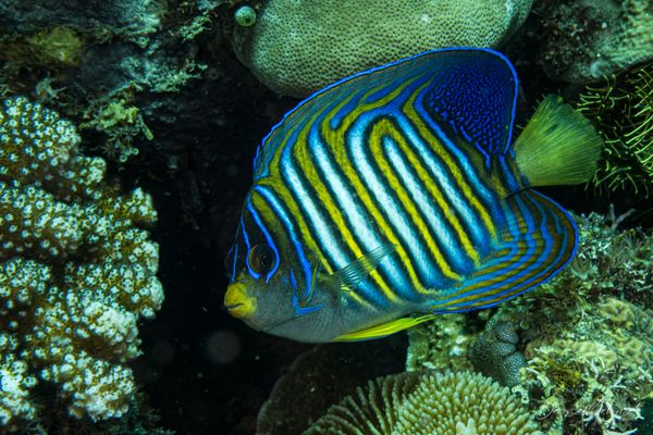 Regal Angelfish