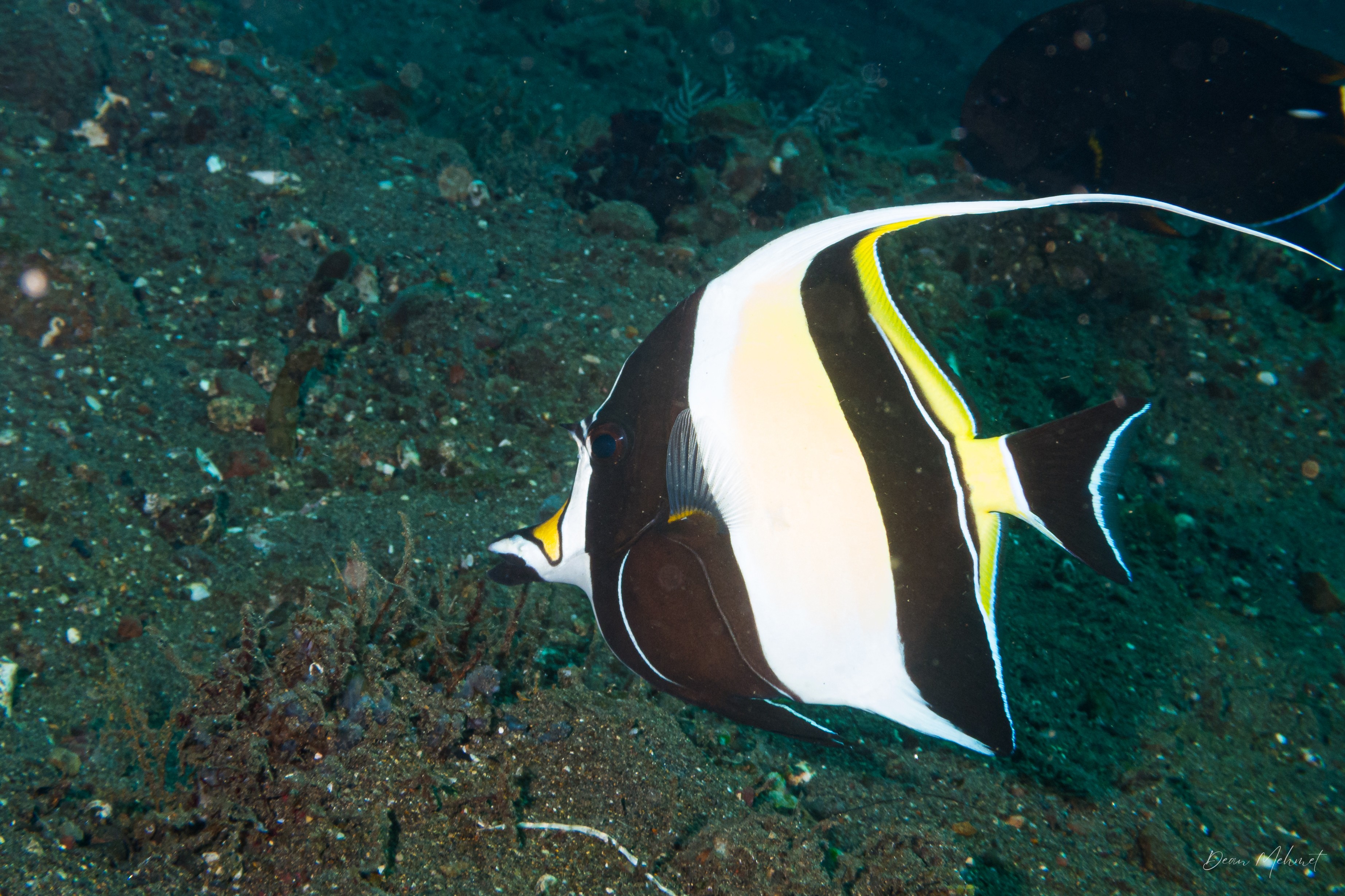 Moorish Idol