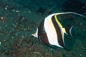 Moorish Idol