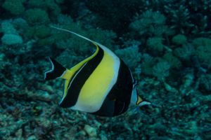 Moorish Idol