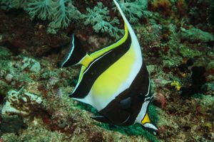 Moorish Idol