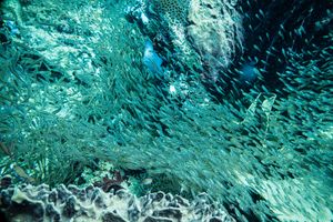 Oceanic Basses representative species