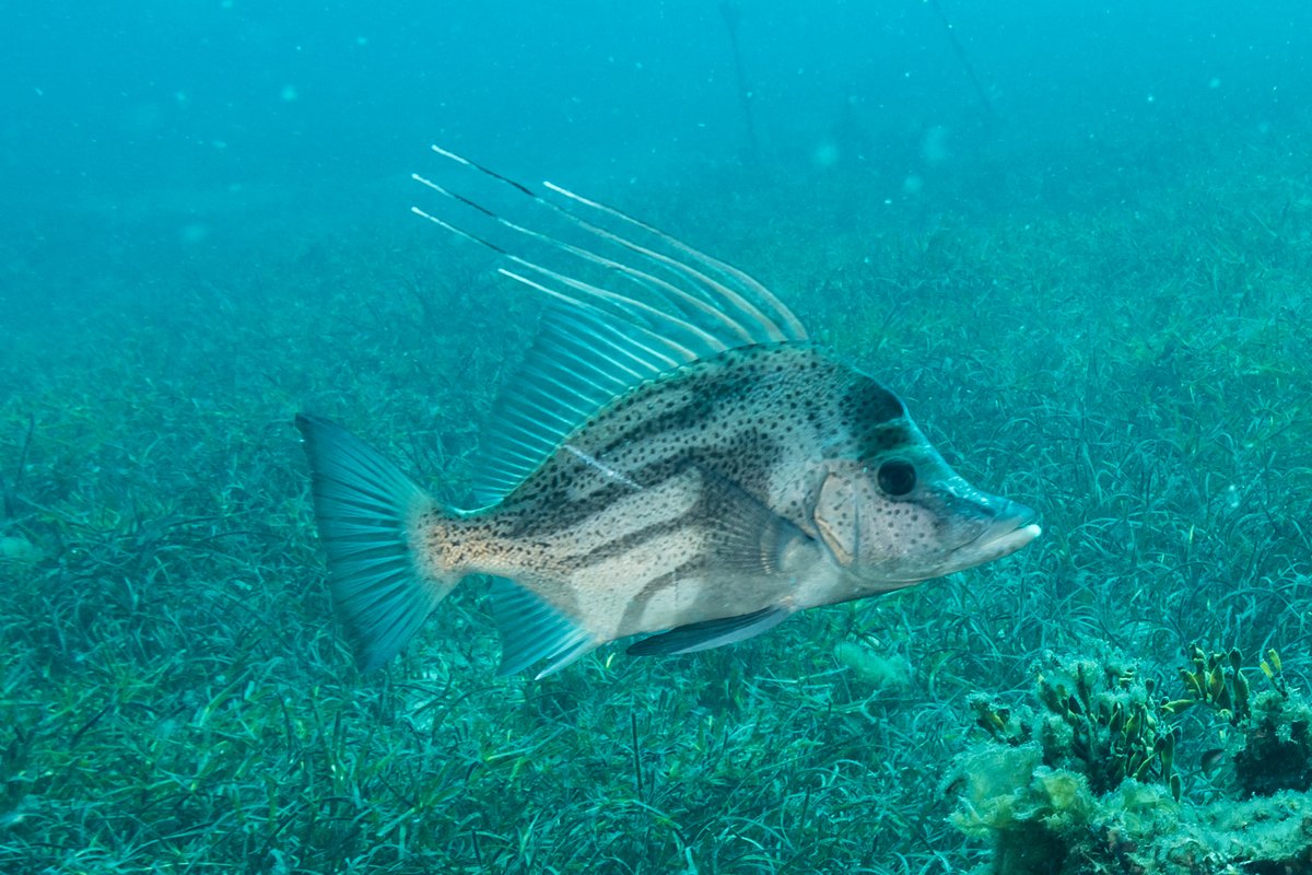 Paristiopterus hero image