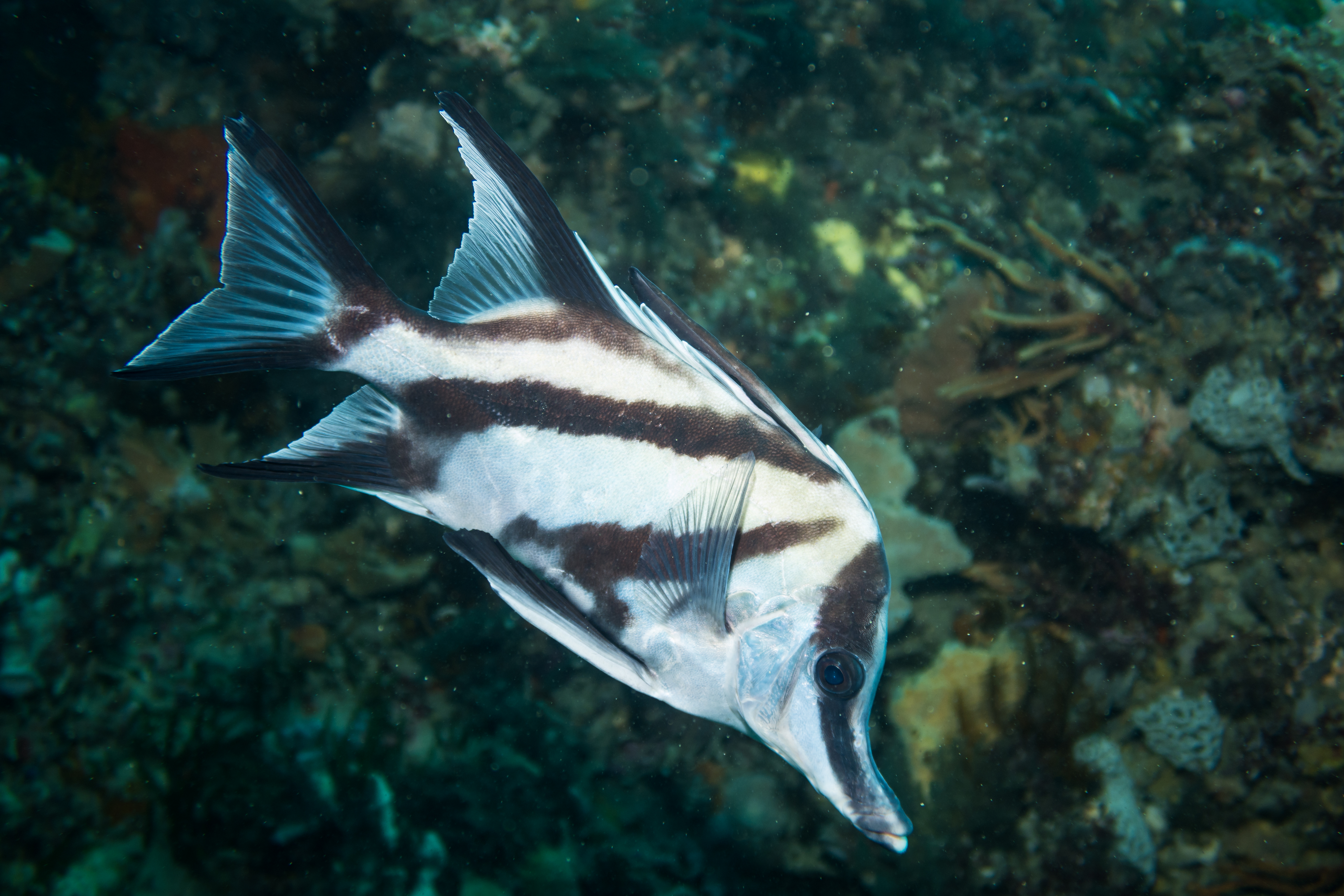 Longsnout Boarfish