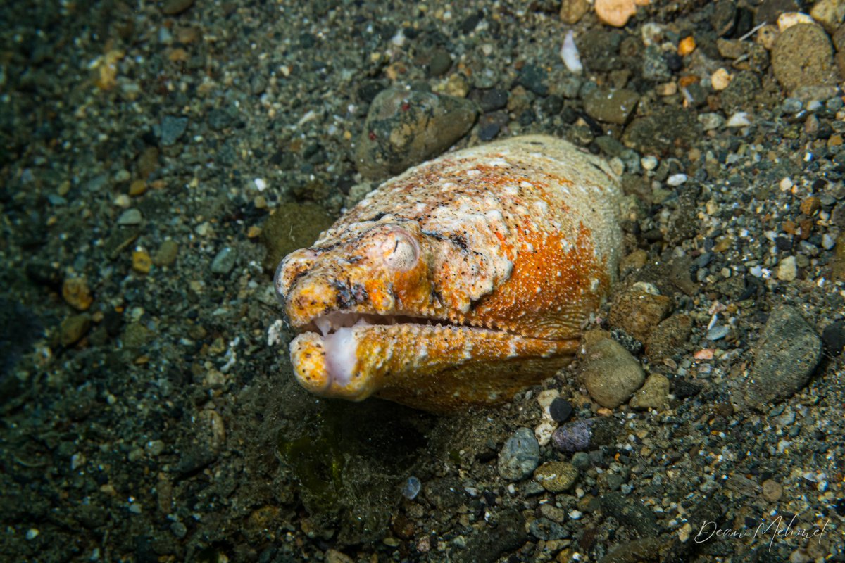 Reptilian Snake Eel hero image