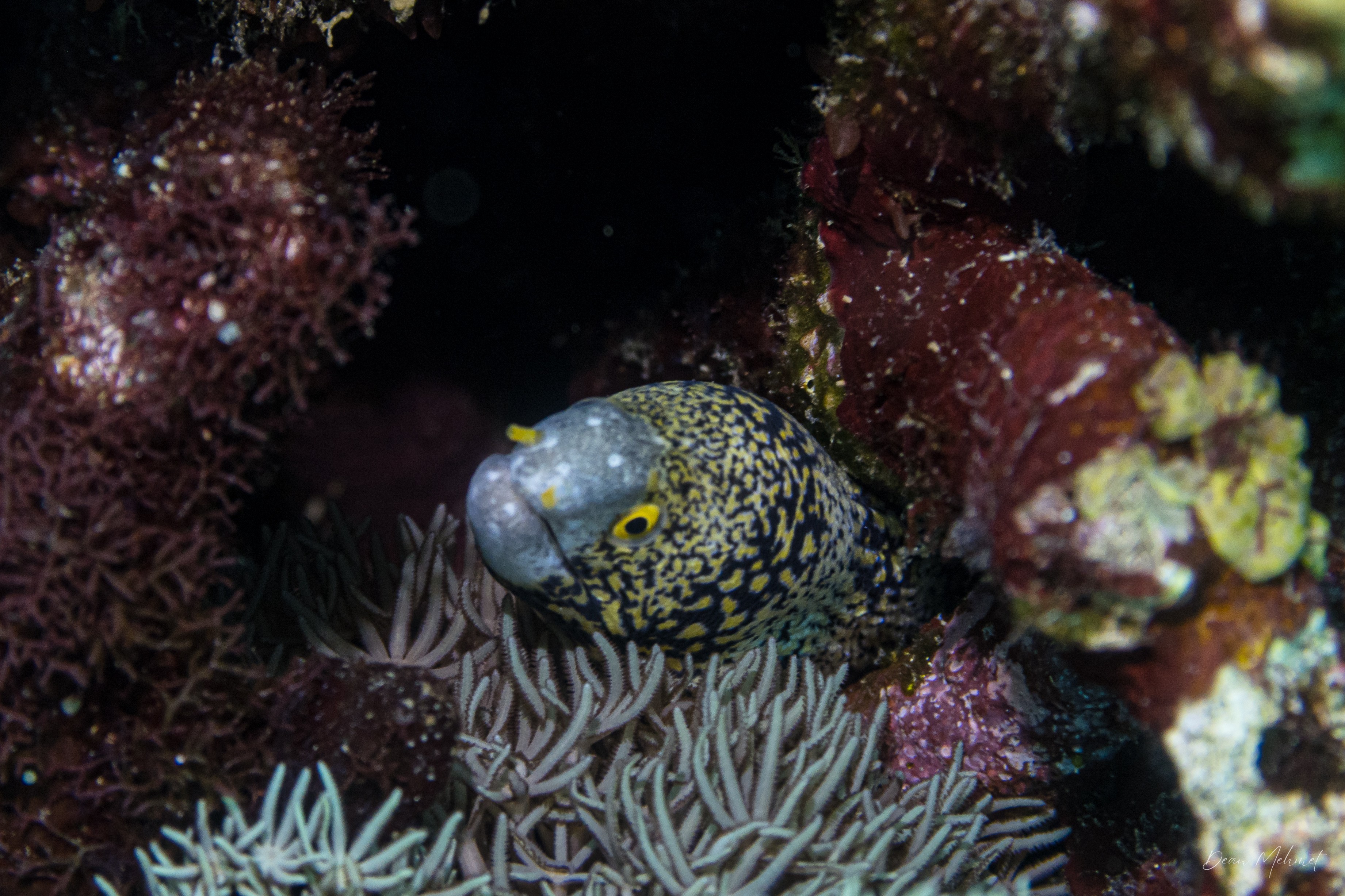 Snowflake Moray