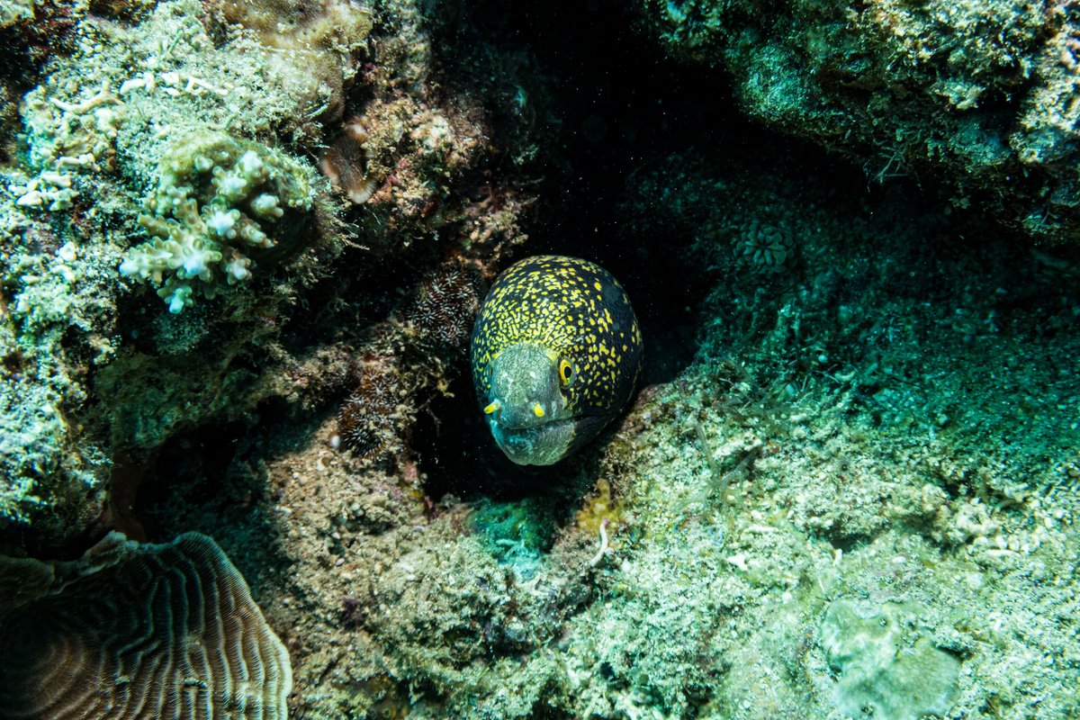 Snowflake Moray hero image