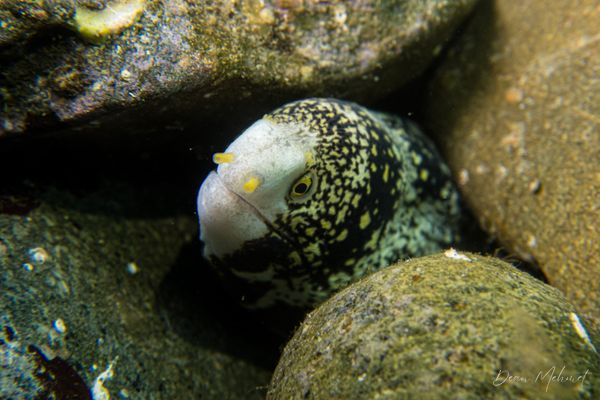 Snowflake Moray