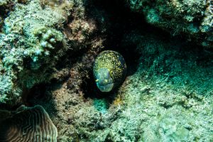 Snowflake Moray