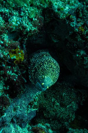 Snowflake Moray