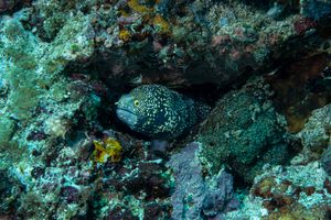 Snowflake Moray