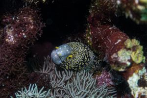 Snowflake Moray