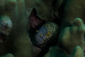 Snowflake Moray