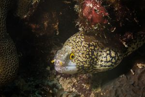 Snowflake Moray