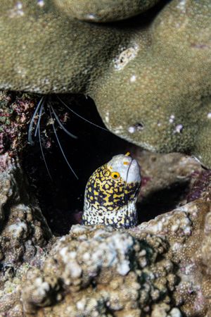 Snowflake Moray