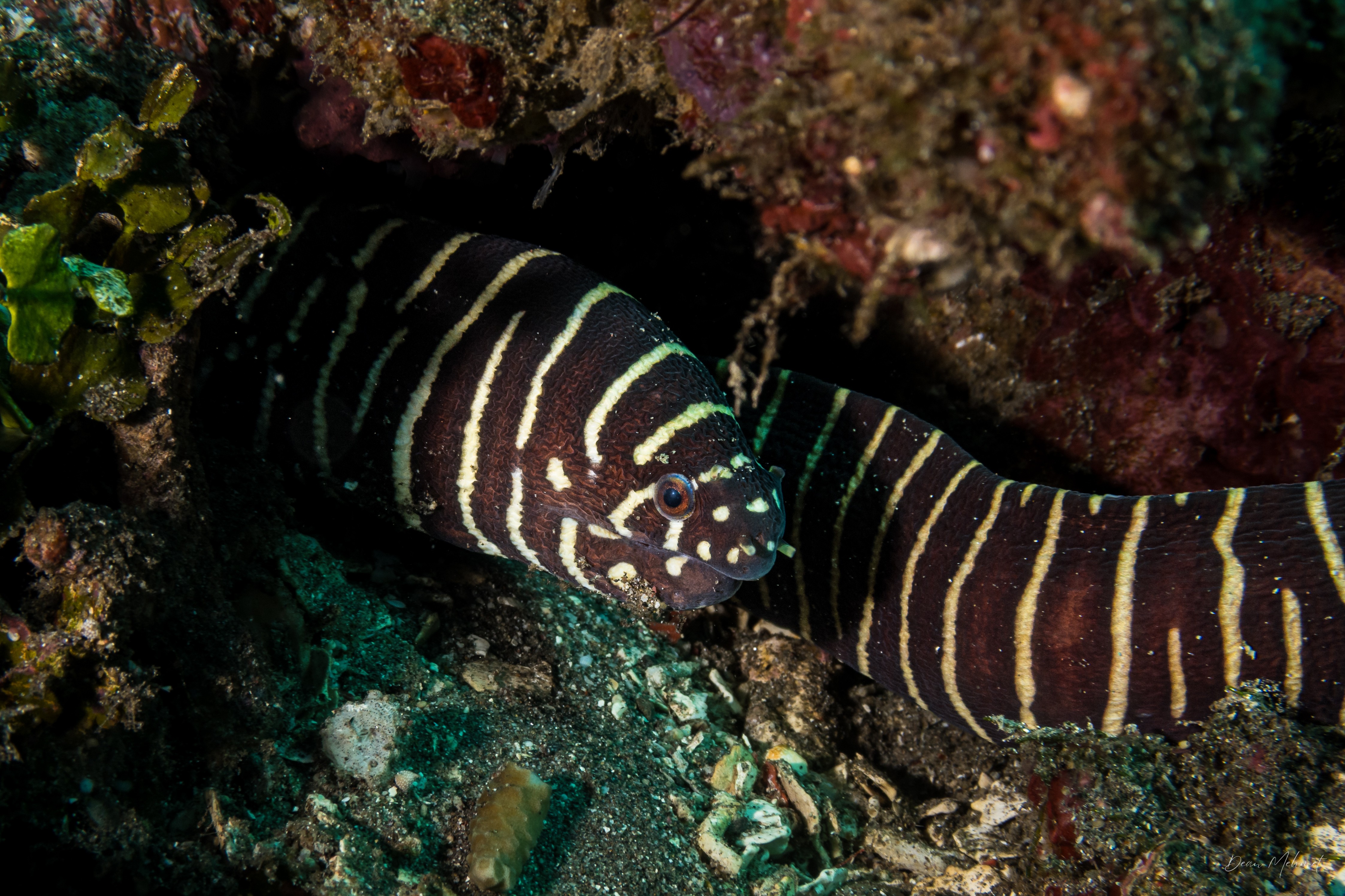 Zebra Moray