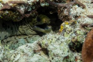 Fimbriated Moray