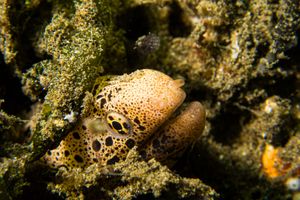Fimbriated Moray