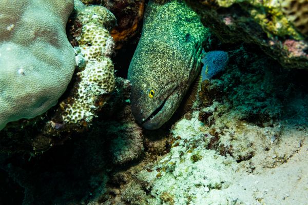 Yellowmargin Moray