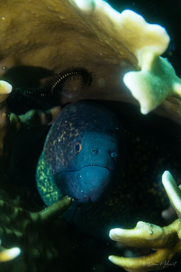 Yellowmargin Moray