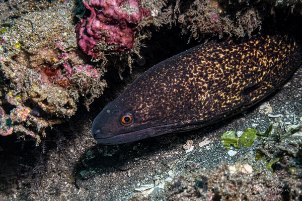 Yellowmargin Moray