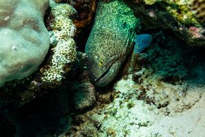 Yellowmargin Moray