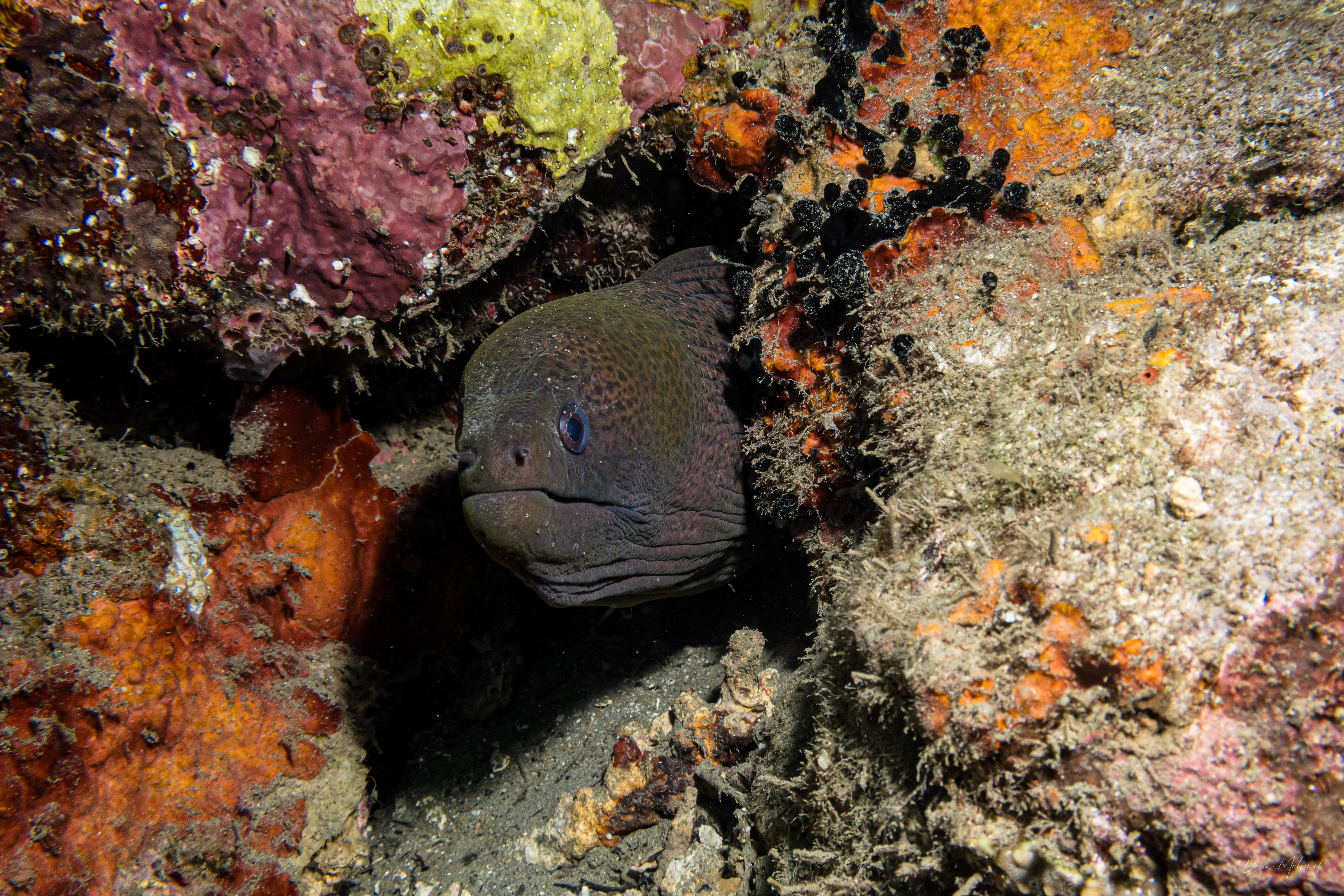 Giant Moray
