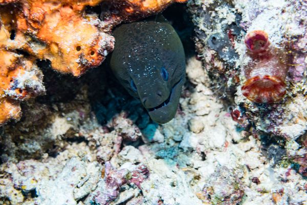 Giant Moray