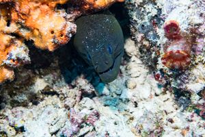 Giant Moray